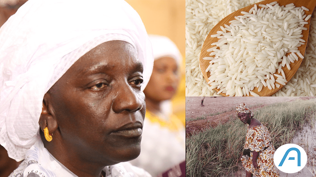 Découverte : Korka Diaw, l’entrepreneure qui a révolutionné la culture du riz au Sénégal.