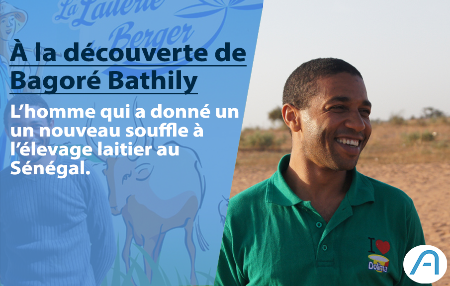 Success Story : Bagoré Bathily, l’homme qui a donné un nouveau souffle à l’élevage laitier sénégalais.