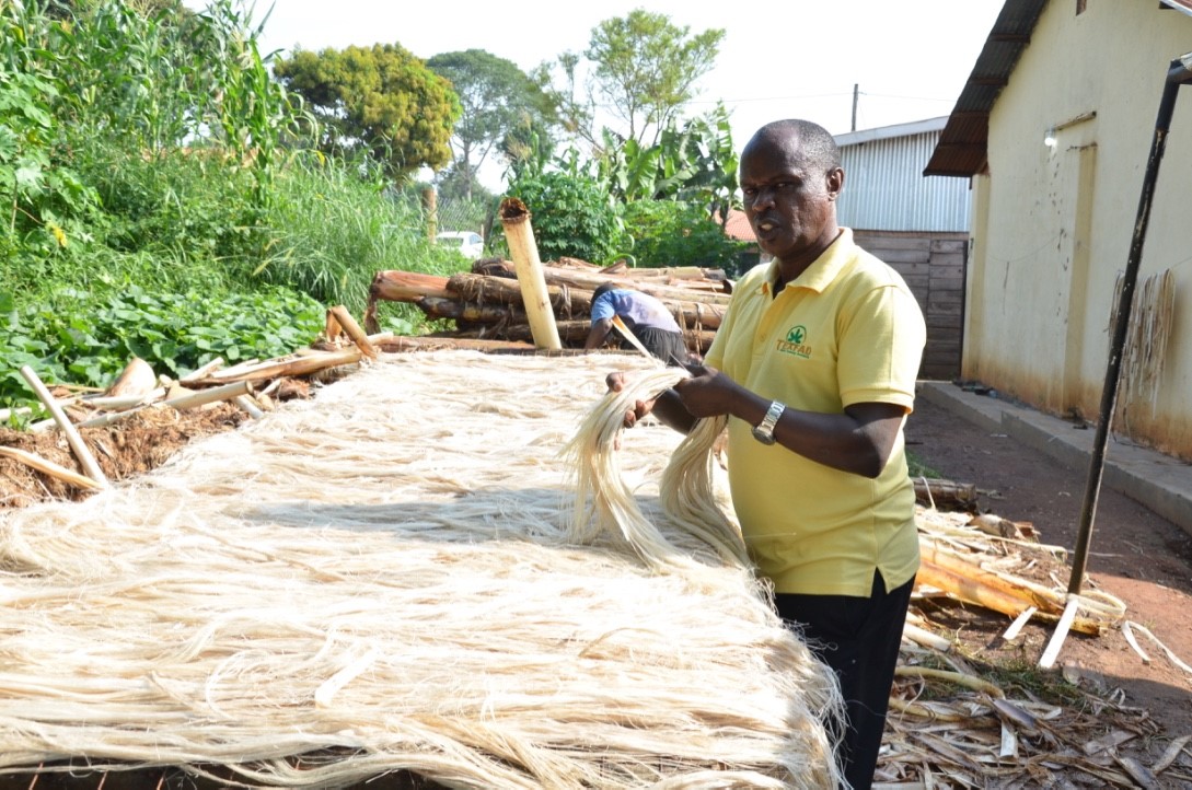 Texfad, l'entreprise ougandaise qui transforme les tiges de bananes en tissus.