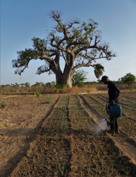 Gora Ndiaye _ Agriculture Sénégal
