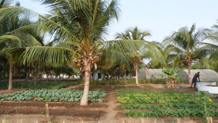 Gora Ndiaye _ Agriculture Sénégal